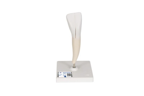 model dolnego ludzkiego siekacza, 2 części - 1000240 [d10/1] 3b scientific modele anatomiczne 2